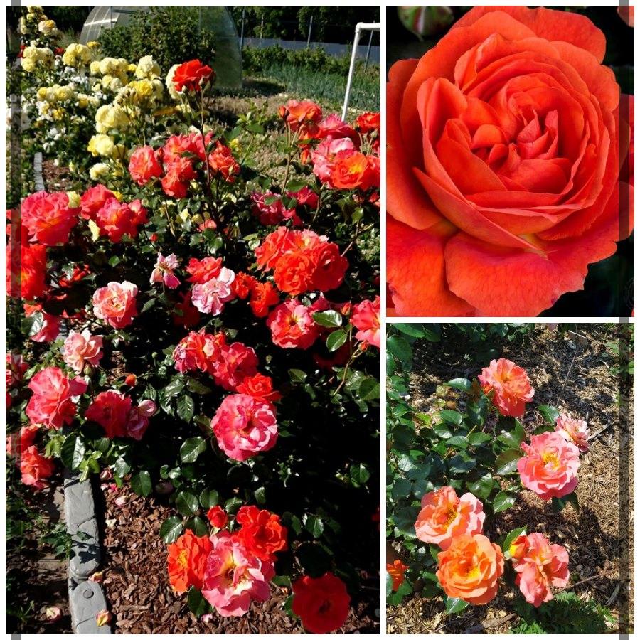 Morning Sun róże rabatowe